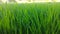 A close-up video of the green lawn. Suitable for a background. Can be used for badges. Nature.