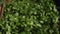 Close up video a lot of greenery. Useful herbs, parsley, dill
