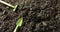 Close up video of miniature trowel and rake gardening tools lying on dark soil, with copy space