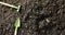 Close up video of miniature trowel and rake gardening tools lying on dark soil, with copy space