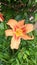 Close up video of an orange daylily Hemerocallis fulva at a garden