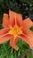 Close up video of an orange daylily Hemerocallis fulva at a garden