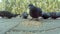 Close-up video of pigeons` beaks eating seeds. Close-up