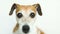 Close up video portrait of small cute dog Jack Russell terrier. Smart beautiful eyes. Video footage