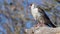 Close up video of a pygmy falcon flying of its perch