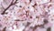 Close up video of sakura cherry blossom