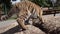 Close up video of tiger baby playing, walking, jumping and roaring in zoo. Beautiful and dangerous animal.