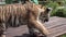 Close up video of tiger baby playing, walking, jumping and roaring in zoo. Beautiful and dangerous animal.