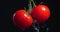 Close up video of water flowing on natural bio organic tomatoes branch, vegetables vitamins, healthy eating concept