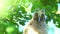 Close up video of young long eared owl Asio otus gazing and sitting on dense branch deep in crown. Wildlife portrait footage