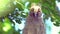 Close up video of young long eared owl Asio otus gazing and sitting on dense branch deep in crown. Wildlife portrait footage