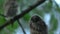 Close up video of young long eared owl Asio otus sitting and falling asleep on dense branch deep in crown. Wildlife portrait