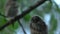 Close up video of young long eared owls Asio otus group sitting and waking up on dense branch deep in crown. Wildlife tranquil po