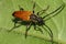 Close-up view from above of Caucasian brown beetle lumberjack an