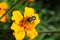 Close-up view from above of floral caucasian flies hoverfly Er