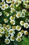 Close-up view from above of a multitude of flowers of chamomile
