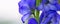 Close up view on Aconitum carmichaelii isolated on blur background.