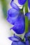 Close up view on Aconitum carmichaelii isolated on blur background.