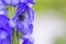 Close up view on Aconitum carmichaelii isolated on blur background.