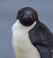 Close up view of adele penguin from Antarctica