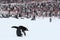 Close-up view of an Adelie penguin bending forward in the snow field