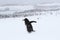 Close-up view of an Adelie penguin running in the snow field enjoying the falling flakes