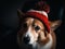 Close-up view of adorable Corgi dog wearing a warm winter beanie