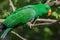 Close-up view of an adult male Eclectus Parrot