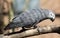 Close-up view of an African grey parrot