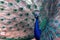 Close up view of The African peacock  a large and brightly coloured bird.