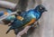 Close-up view of an african superb starling