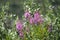 Close up view of Alaska Fireweed wildflower in the meadow. Sunny Alaska Interior day