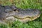 Close up view of an alligator facem showing the eye, mouth and teeth of the reptile, relaxing in the grass