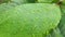 Close up view of Almond Tree leaves with rain droplets