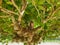 Close up view almond tree Surinam