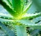 Close-up view of an Aloe Vera leavs