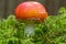 Close up view of a Amanita Muscaria mushroom, growing in green moss