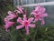 Close-up view of Amarine `Belladiva`, beautiful bulbous perennial