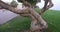 Close up of view amazing trees with green leaves in the garden near to beach amazing background