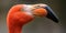 Close-up view of an American flamingo