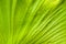 Close up view of andinum fern leaf Platycerium coronarium fern
