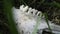 Close up view of animal teeth in a skeletal jawbone. Wear patterns on molar teeth visible