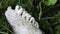 Close up view of animal teeth in a skeletal jawbone. Wear patterns on molar teeth visible