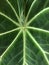 Close up view of  Anthurium crystallinum hope