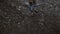 Close-up view of anxious male foot in boots running away from somebody through the rocky way in Iceland.