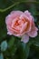 Close-Up View of Apricot Colored Rose