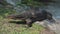 Close-up view of an Asian water monitor lizard on the ground