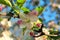 Close-up view of astonishing apple tree blossoms during sunrise. Blurred branches against blue sky in the background