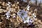 Close up view of attractive pink anemone wildflowers hepatica