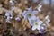 Close up view of attractive pink anemone wildflowers hepatica